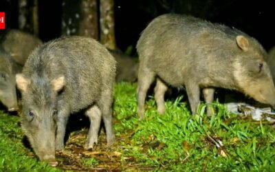Costa Rica releases 13 white-lipped peccaries after an 18-year absence; the animals disperse seeds from 57 plant types |