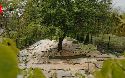 In 2022 US Department of Agriculture funded a trial by spreading cardboard in gardens to avoid weeds; by the second season weeds covered only 15% of the cardboard beds compared to 45% in tilted beds