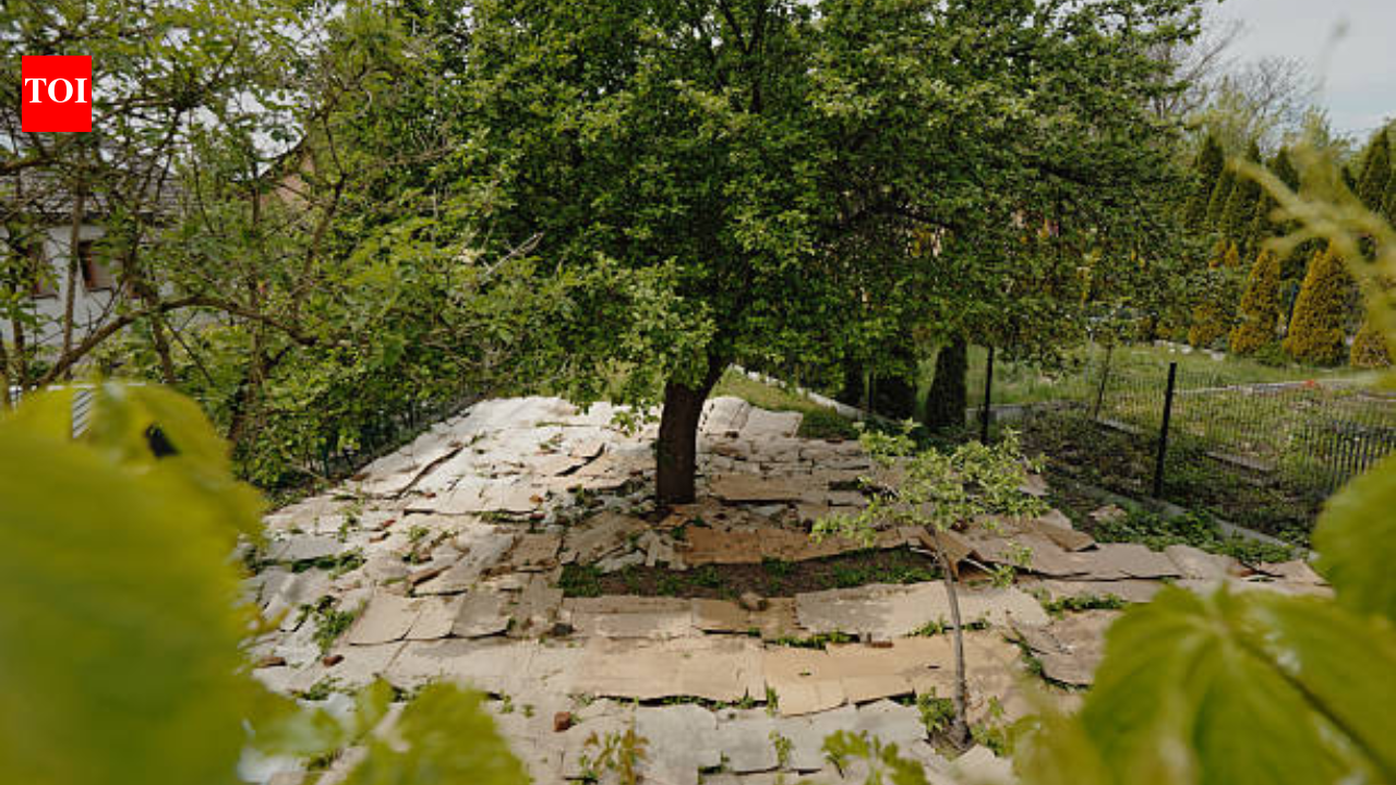 In 2022 US Department of Agriculture funded a trial by spreading cardboard in gardens to avoid weeds; by the second season weeds covered only 15% of the cardboard beds compared to 45% in tilted beds