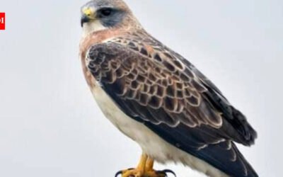 In 2023, restoration began on 150 acres of California floodplain with more than 30,000 native plants; three years later, Swainson’s hawks have nested in Shasta County for the first confirmed time in about 30 years