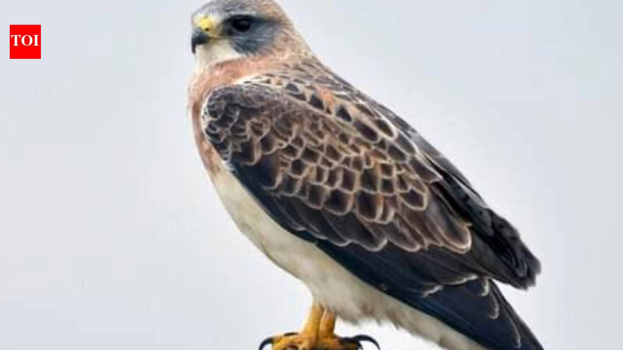 In 2023, restoration began on 150 acres of California floodplain with more than 30,000 native plants; three years later, Swainson’s hawks have nested in Shasta County for the first confirmed time in about 30 years