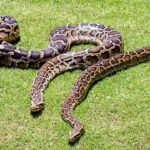 In 2018, scientists GPS-tagged 13 Burmese pythons but found that the devices recorded locations only 18.1% of the time﻿ | World News
