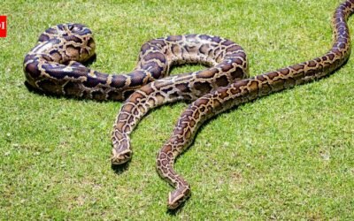 In 2018, scientists GPS-tagged 13 Burmese pythons but found that the devices recorded locations only 18.1% of the time﻿ | World News