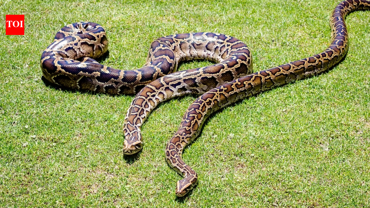 In 2018, scientists GPS-tagged 13 Burmese pythons but found that the devices recorded locations only 18.1% of the time﻿ | World News