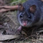 Australia releases nearly 50 critically endangered smoky mice into a predator-free forest where the species had not been seen since the 1990s |