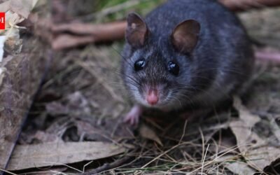 Australia releases nearly 50 critically endangered smoky mice into a predator-free forest where the species had not been seen since the 1990s |