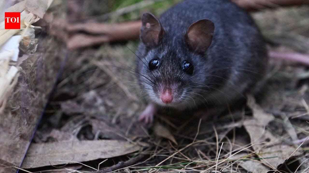 Australia releases nearly 50 critically endangered smoky mice into a predator-free forest where the species had not been seen since the 1990s |