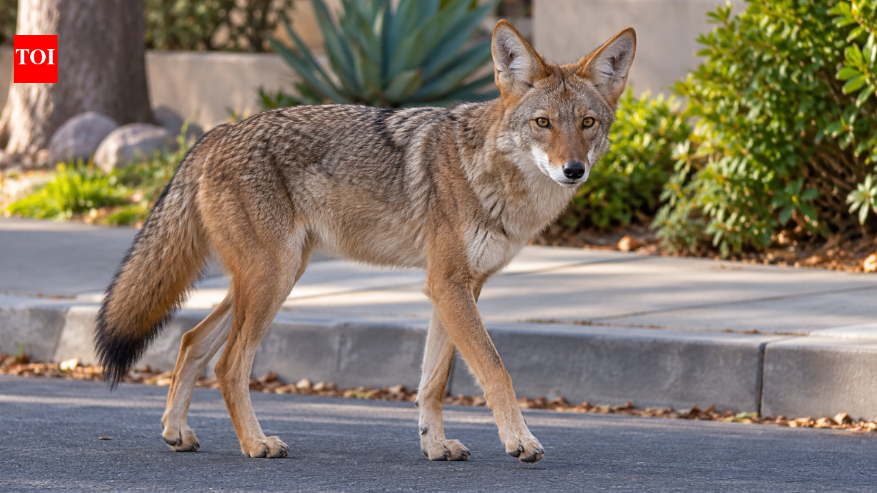 After months of coyote complaints, toddler bitten in LA neighbourhood; DNA links attack to euthanised animal | World News