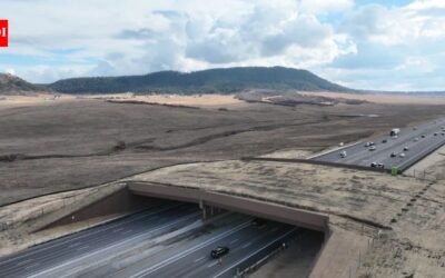 Colorado built a wildlife overpass across a busy highway; a new report says animal-vehicle collisions fell by 91% as elk, bears and frogs began using the crossing