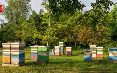 A Canadian conservation club with just four members plans to give nearly 100 forested acres on Thorah Island to a university; the property, valued around C$400,000, is used for isolated honeybee breeding research