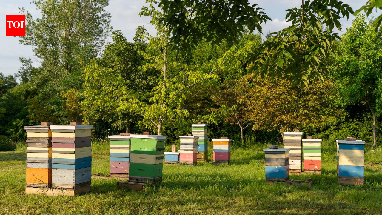 A Canadian conservation club with just four members plans to give nearly 100 forested acres on Thorah Island to a university; the property, valued around C0,000, is used for isolated honeybee breeding research