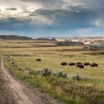 Montana conservation group bought 70,000-acre ranch once owned by Texas billionaires, expanding planned nature preserve beyond half a million acres | World News