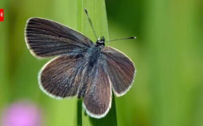 After 40 years of wheat farming, a 330-acre stretch of land in England was turned into a wildlife haven; just two years later, surveys recorded 5,290 butterflies, including rare species never previously seen in the fields