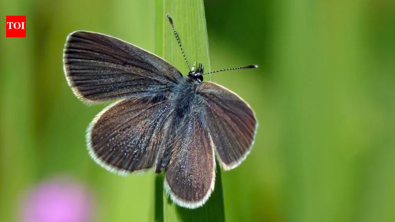 After 40 years of wheat farming, a 330-acre stretch of land in England was turned into a wildlife haven; just two years later, surveys recorded 5,290 butterflies, including rare species never previously seen in the fields