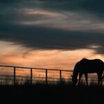 After 65+ years of family ranching, Florida approved a .9 million easement to permanently protect 5,610 acres of Hendrie Ranch while cattle, hay and timber operations continue