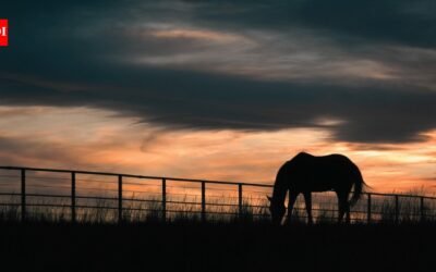 After 65+ years of family ranching, Florida approved a $12.9 million easement to permanently protect 5,610 acres of Hendrie Ranch while cattle, hay and timber operations continue