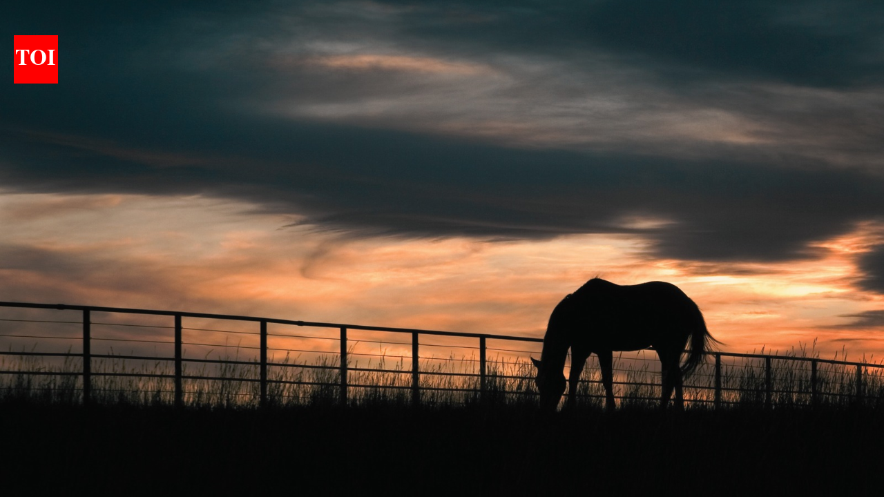 After 65+ years of family ranching, Florida approved a $12.9 million easement to permanently protect 5,610 acres of Hendrie Ranch while cattle, hay and timber operations continue