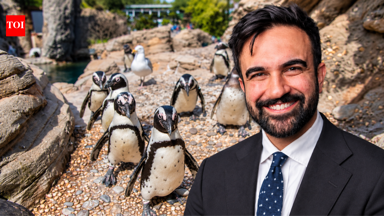 Zohran Mamdani announces  million investment in New York Aquarium renovation; money will support upgrades to Sea Cliffs exhibit housing seals, sea otters and sea lions | World News
