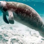 Florida manatee habitat ruling sent back to court after US wildlife agency changed the definition of harm under endangered species law﻿ | World News