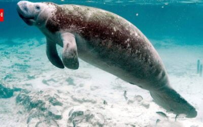 Florida manatee habitat ruling sent back to court after US wildlife agency changed the definition of harm under endangered species law﻿ | World News