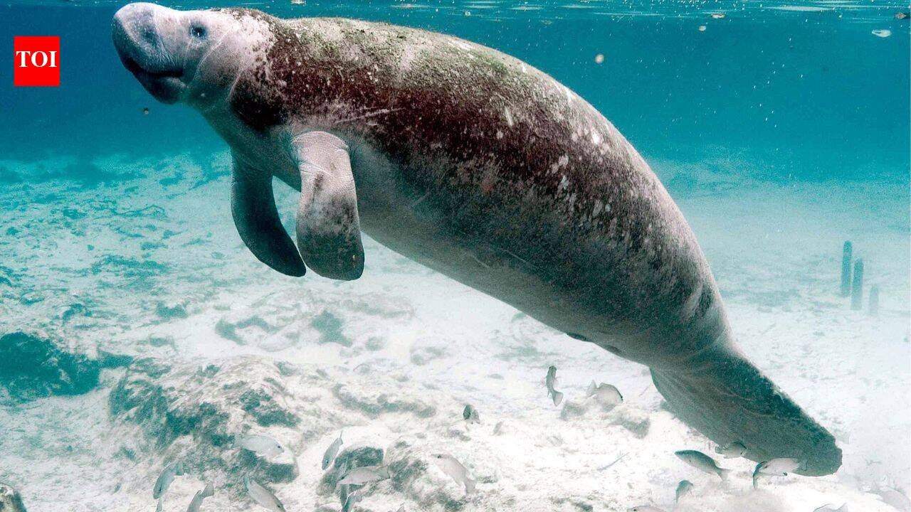 Florida manatee habitat ruling sent back to court after US wildlife agency changed the definition of harm under endangered species law﻿ | World News