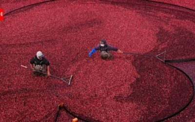 Two Massachusetts cranberry bogs were too unprofitable to farm, until owners installed solar fields 10 feet above the vines; income from solar land leases helped restore berry production without abandoning agriculture
