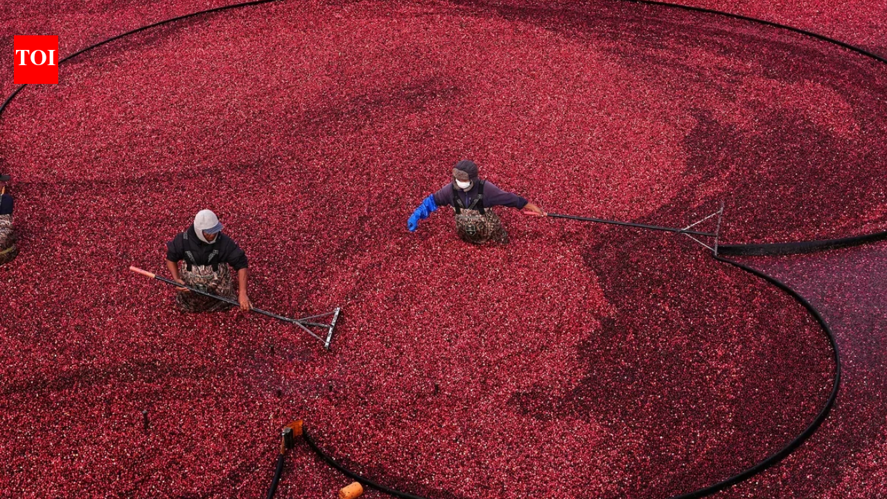 Two Massachusetts cranberry bogs were too unprofitable to farm, until owners installed solar fields 10 feet above the vines; income from solar land leases helped restore berry production without abandoning agriculture
