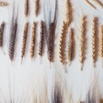 Italian farmer planted mysterious seeds found in attic, discovered ancient biblical wheat with seven ears on one stalk that could help crops survive drought and climate change