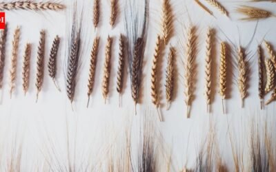 Italian farmer planted mysterious seeds found in attic, discovered ancient biblical wheat with seven ears on one stalk that could help crops survive drought and climate change