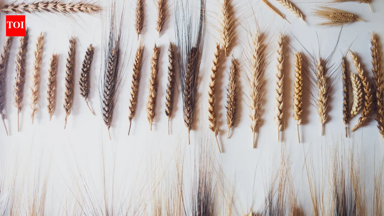 Italian farmer planted mysterious seeds found in attic, discovered ancient biblical wheat with seven ears on one stalk that could help crops survive drought and climate change