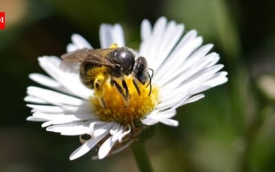 Researchers tested honey and propolis from Australia’s native stingless bees against 16 bacterial and fungal pathogens; the honey stopped every bacterium tested, including two hard-to-treat hospital pathogens, suggesting it could help combat antimicrobial resistance
