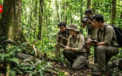 In 2025, scientists examined three king cobra encounters in Thailand, revealing a little-known side of the venomous snakes that had long been missing from scientific research |