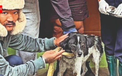 Dog stranded for 20 days between cliff and raging river rescued in Nepal