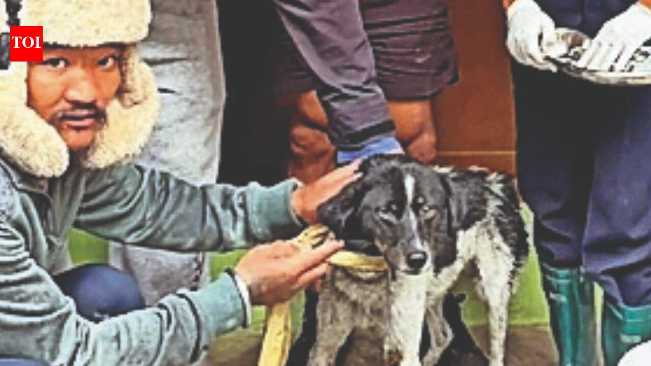 Dog stranded for 20 days between cliff and raging river rescued in Nepal