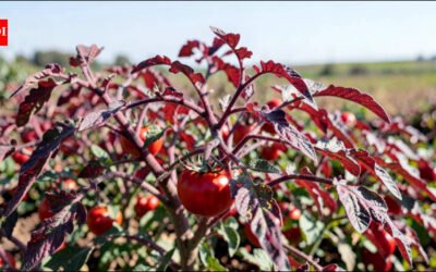 Cornell scientists engineered tomatoes that turn red-purple when nitrogen is low and are testing whether the colour change can help farmers use fertiliser more precisely |