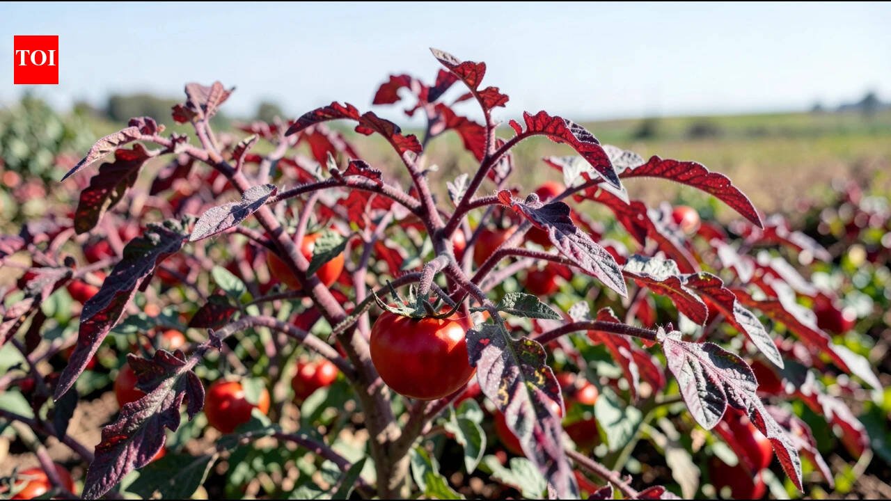 Cornell scientists engineered tomatoes that turn red-purple when nitrogen is low and are testing whether the colour change can help farmers use fertiliser more precisely |